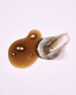 Hair Care Gift Set For Irritated Scalp - imagine 5